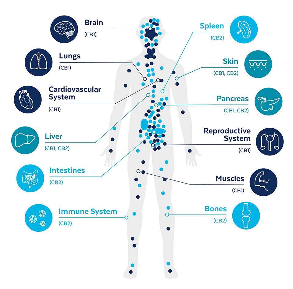 body chart showing CBD benefits